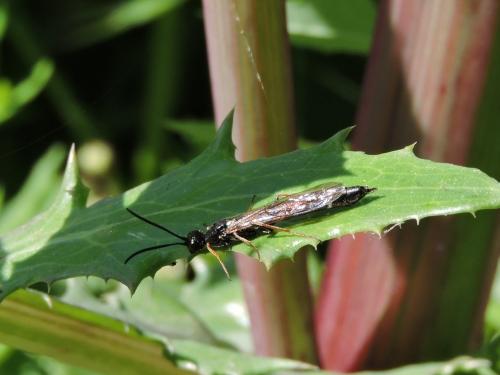 Réf. 218 334 : Phylloecus sp.